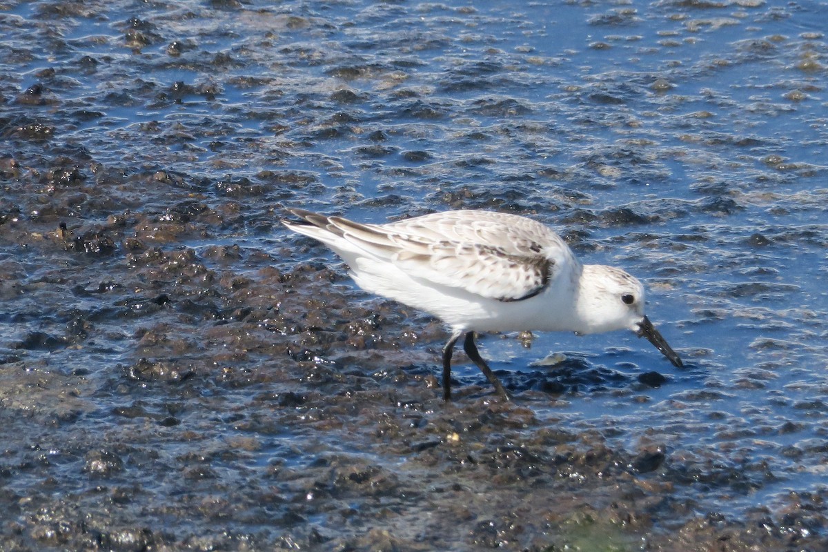 Bécasseau sanderling - ML392842241