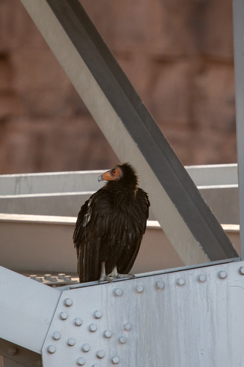 California Condor - ML392843771