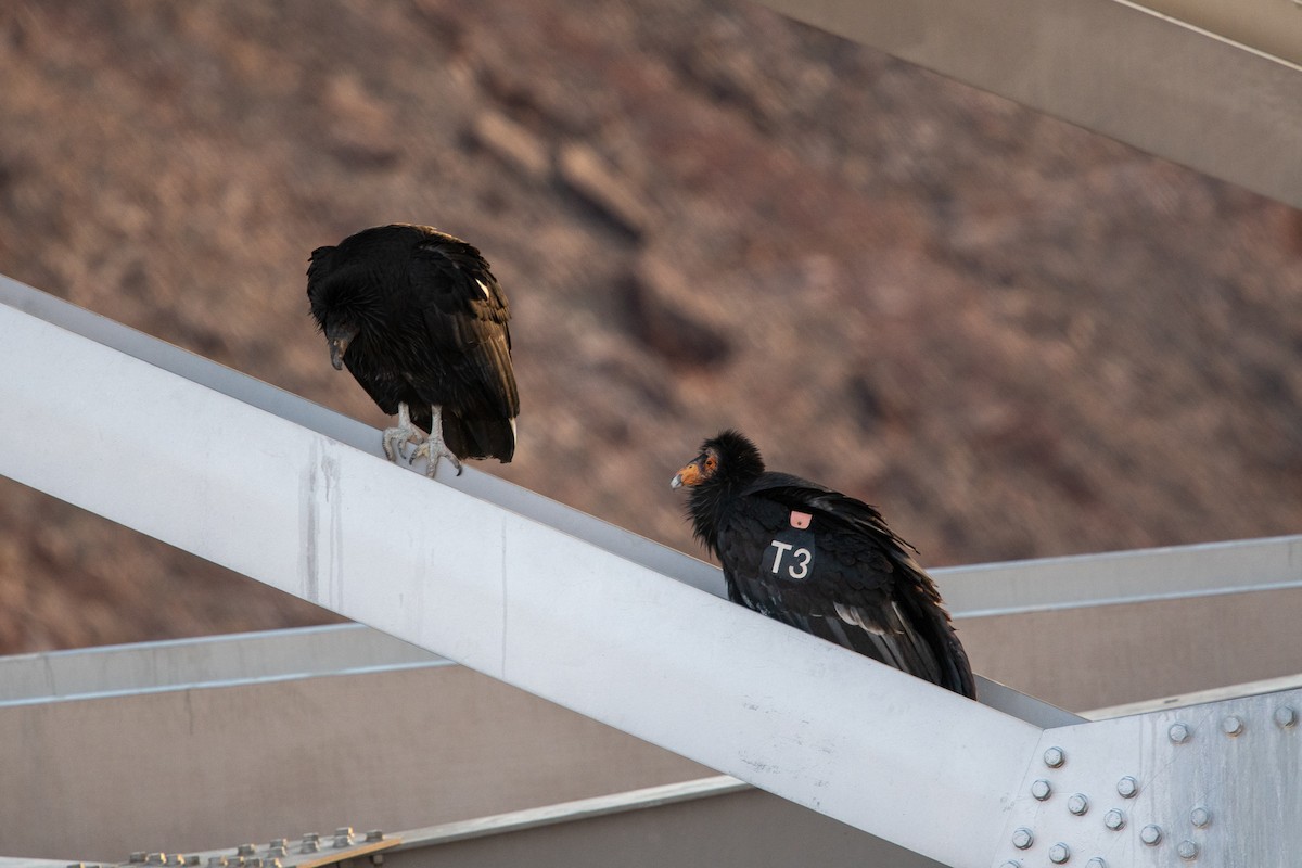 California Condor - ML392844001