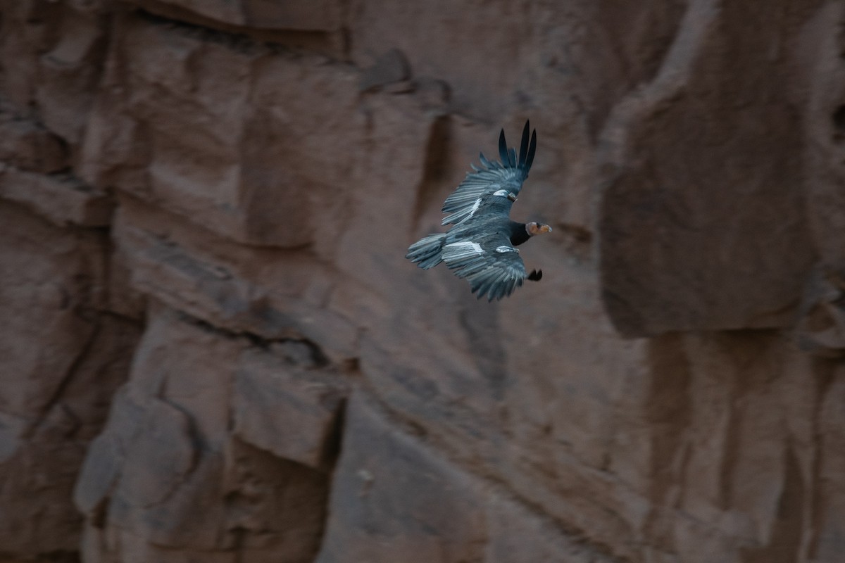 California Condor - ML392844011