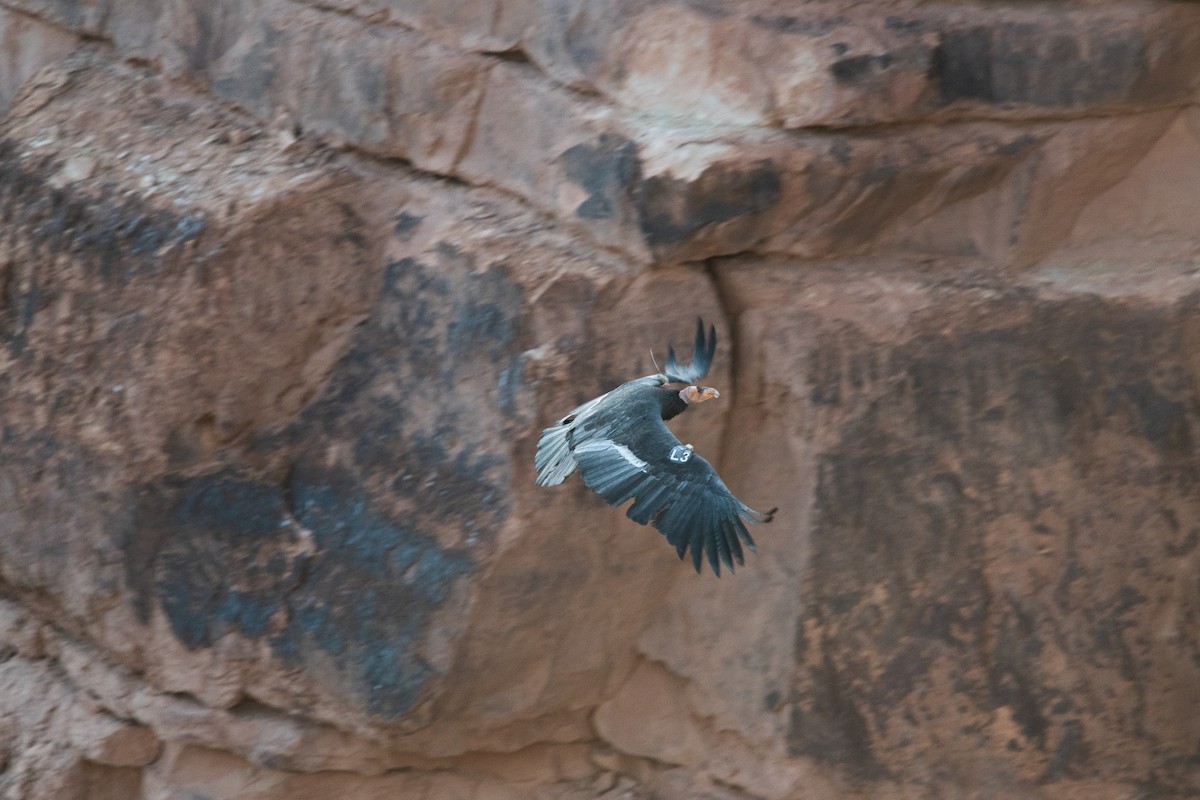 California Condor - ML392844031