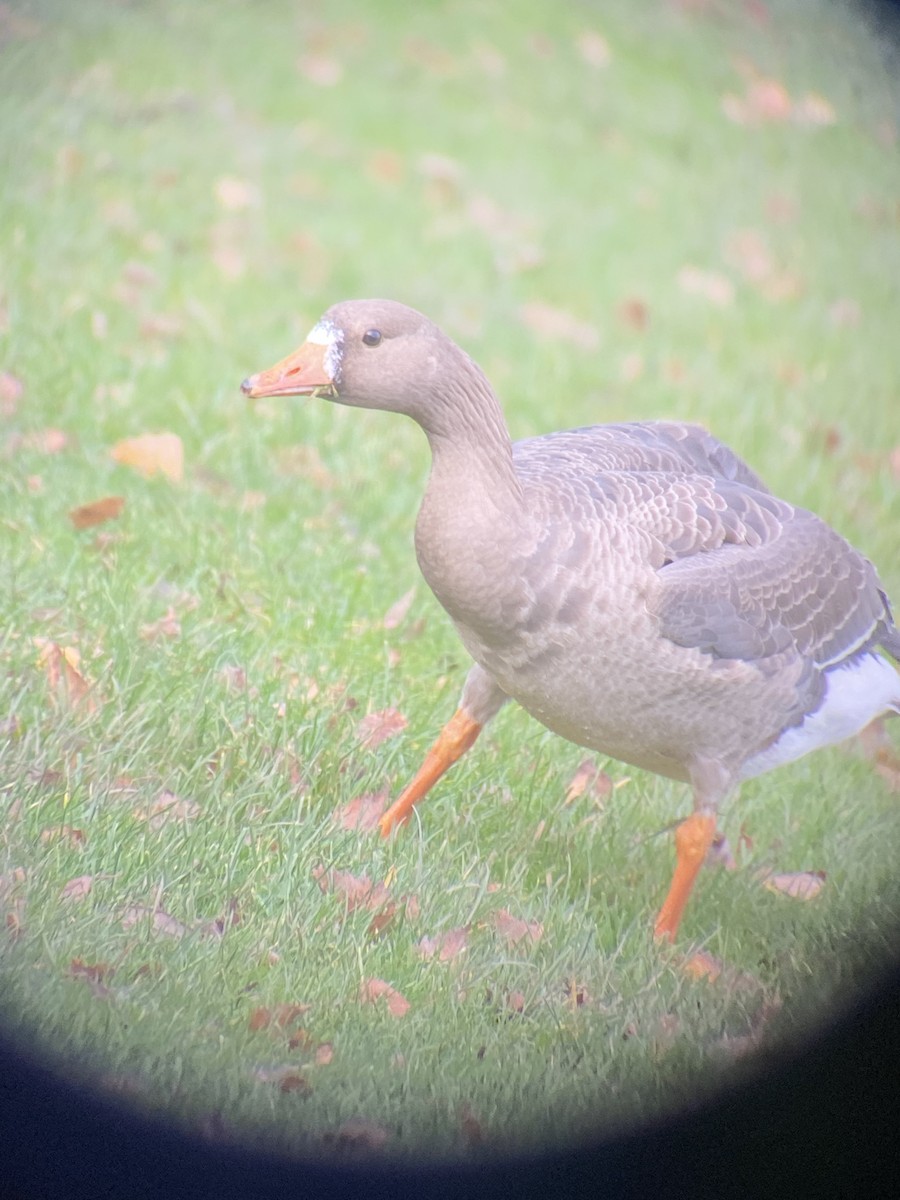 Greater White-fronted Goose - ML392844401