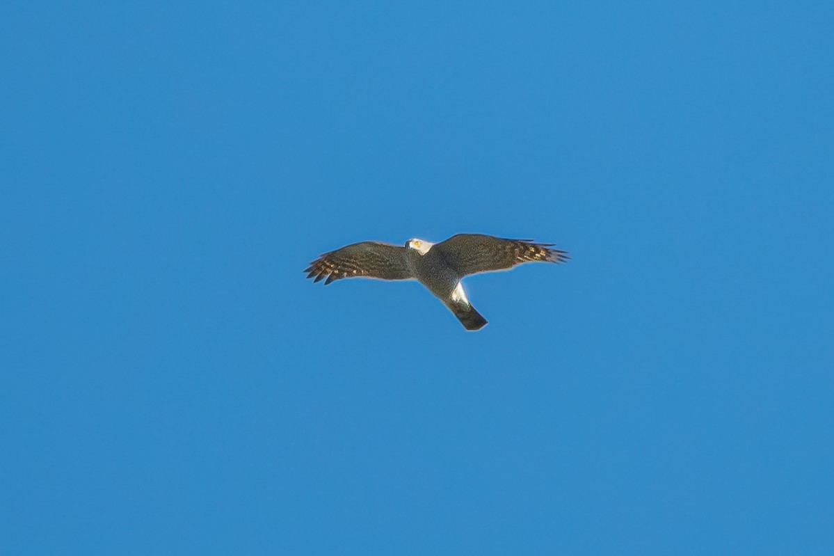 Eurasian Sparrowhawk - ML392845301