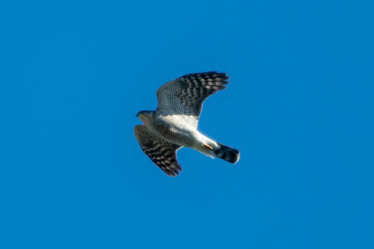 Eurasian Sparrowhawk - ML392845351