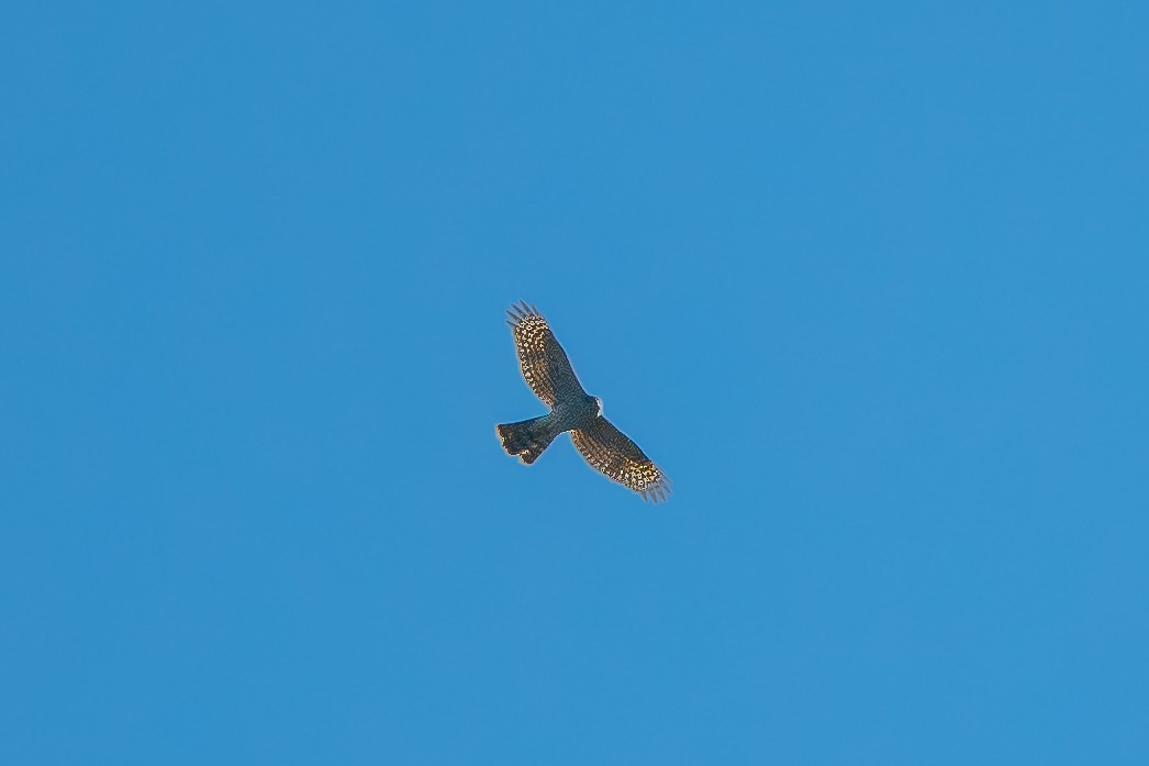 Eurasian Sparrowhawk - ML392845411