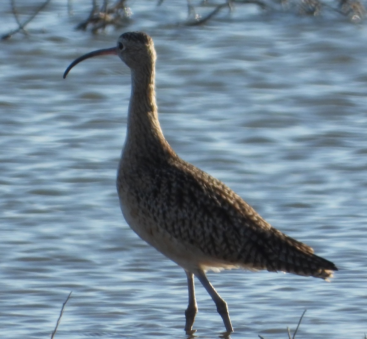 Long-billed Curlew - ML392845591