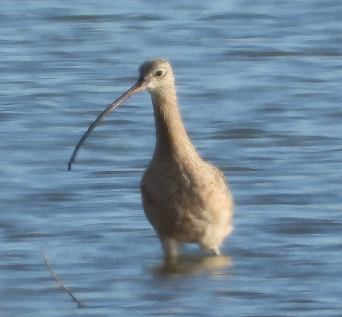 Long-billed Curlew - ML392845611