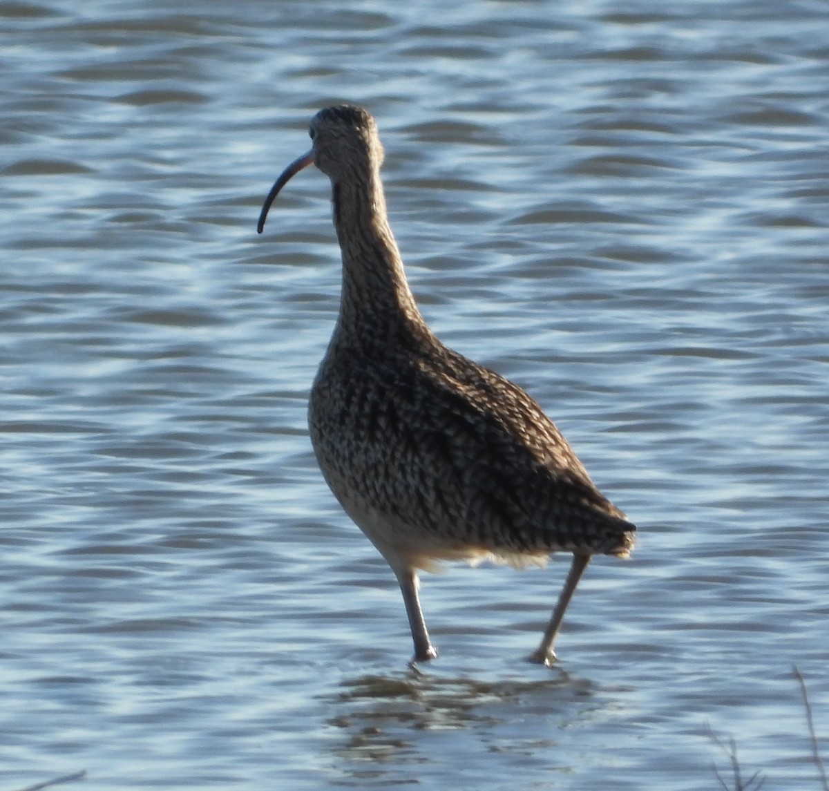 Long-billed Curlew - ML392845621