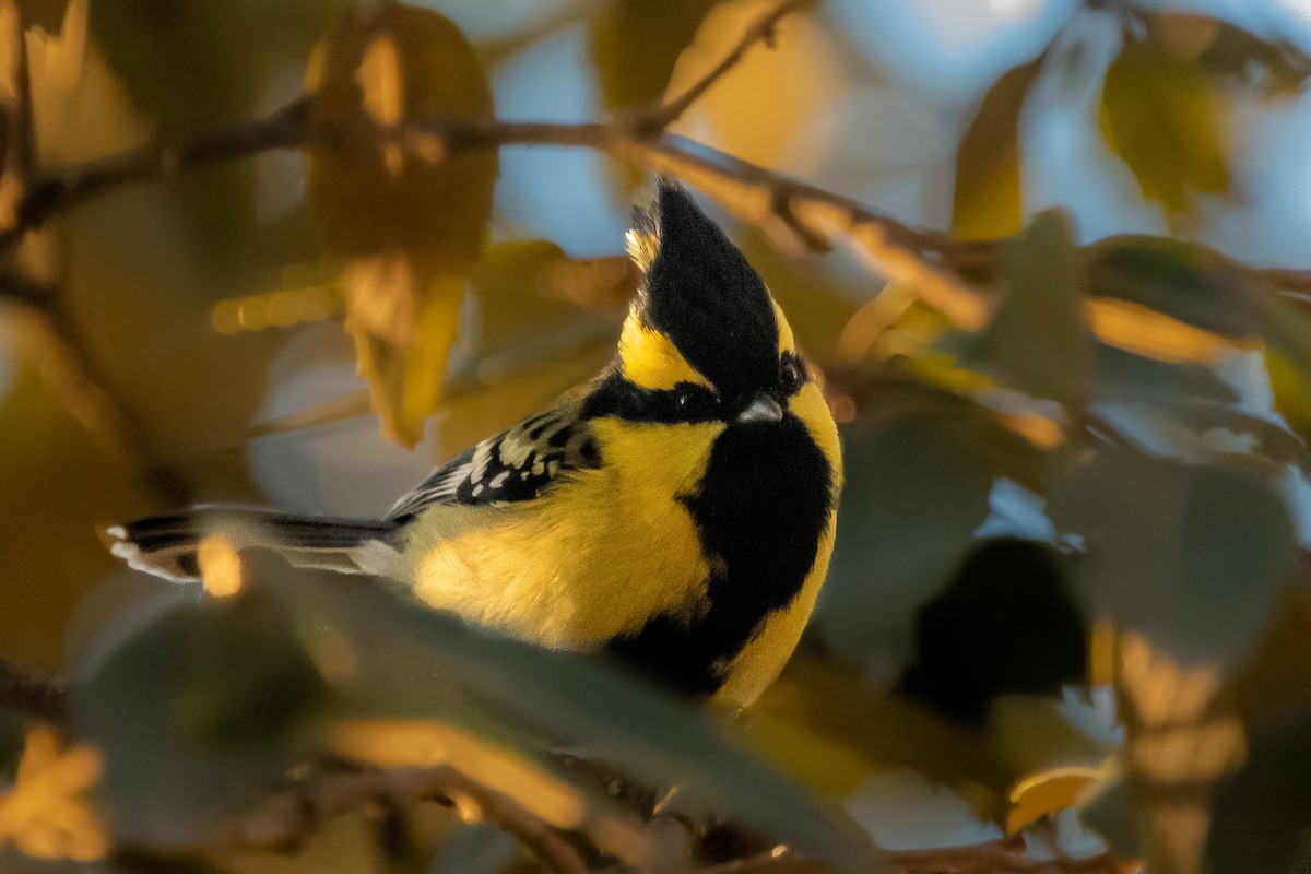 Himalayan Black-lored Tit - ML392845921