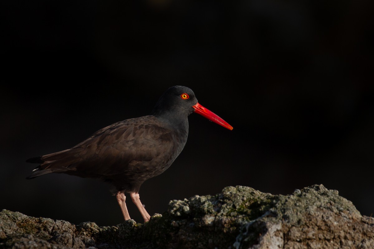 Black Oystercatcher - ML392846031