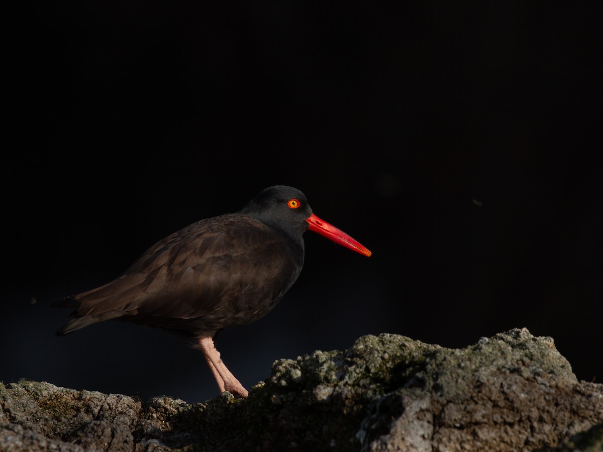 Black Oystercatcher - ML392846111