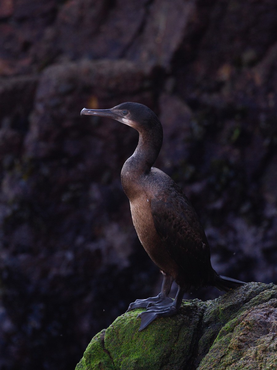 Brandt's Cormorant - ML392846211