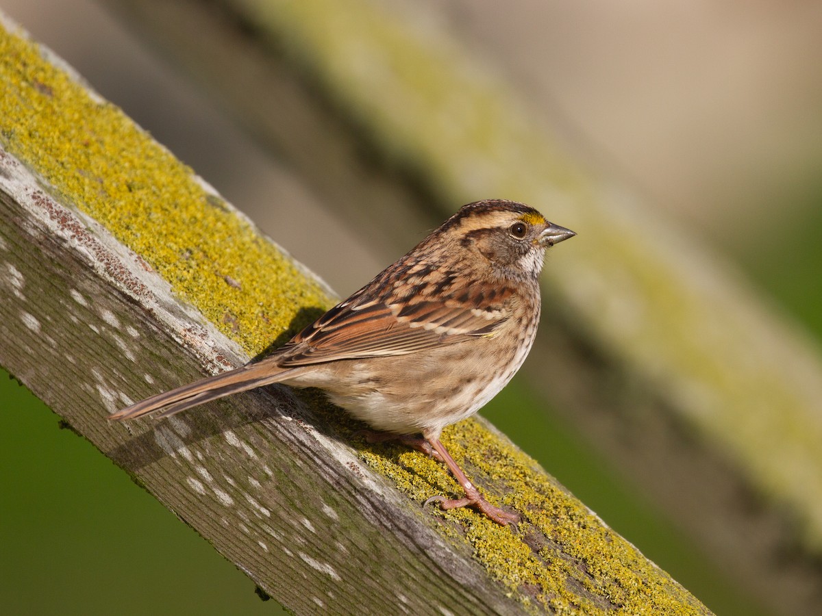 White-throated Sparrow - ML392846241