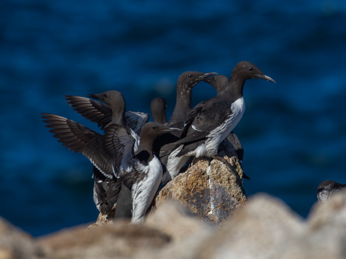 Common Murre - ML392846261