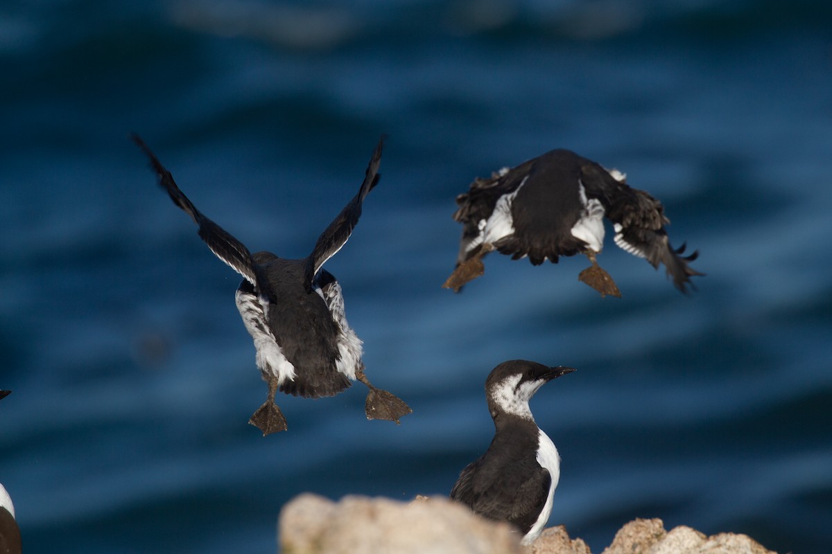 Common Murre - ML392846311