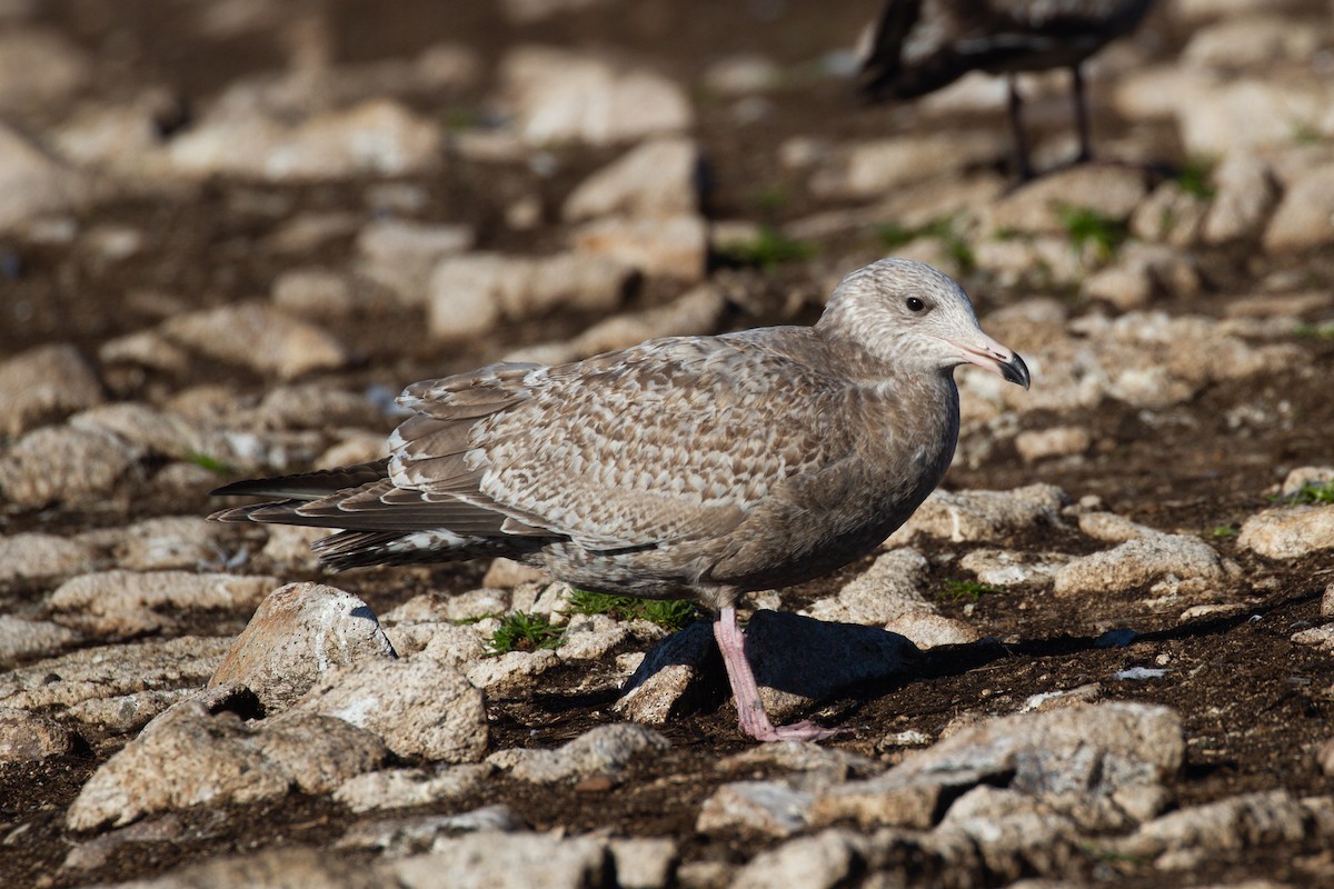American Herring x Glaucous-winged Gull (hybrid) - ML392846341