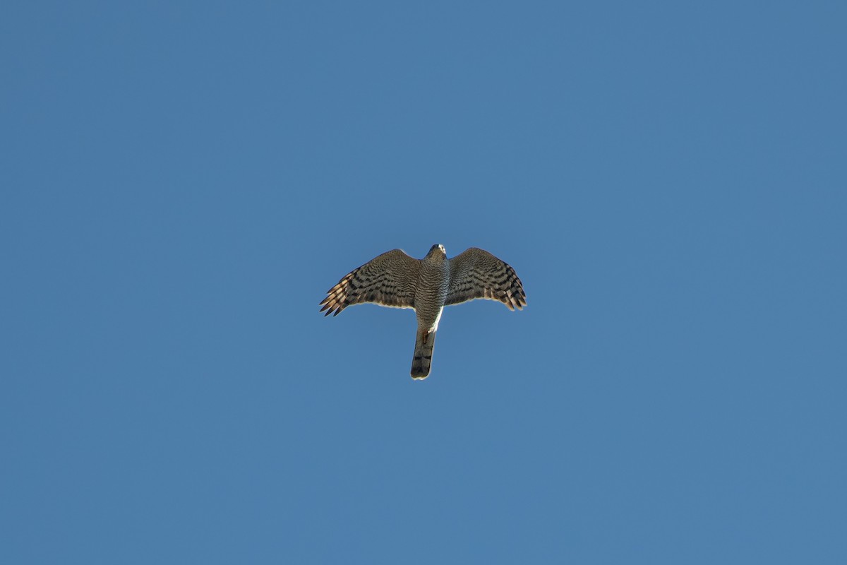 Eurasian Sparrowhawk - ML392846371