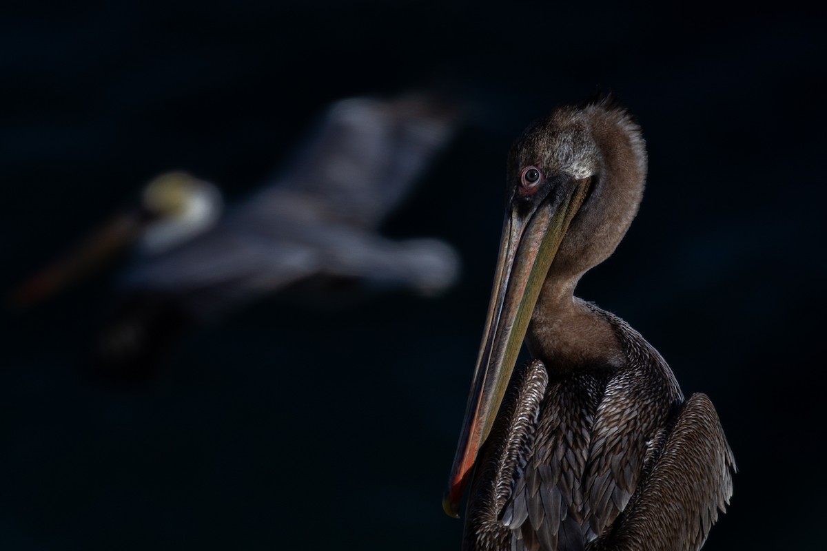 Brown Pelican - ML392846411