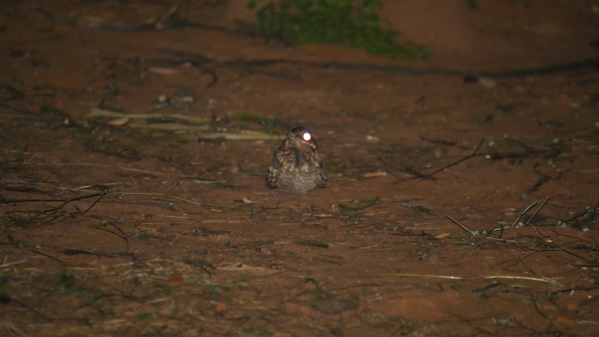 Indian Nightjar - ML392846581