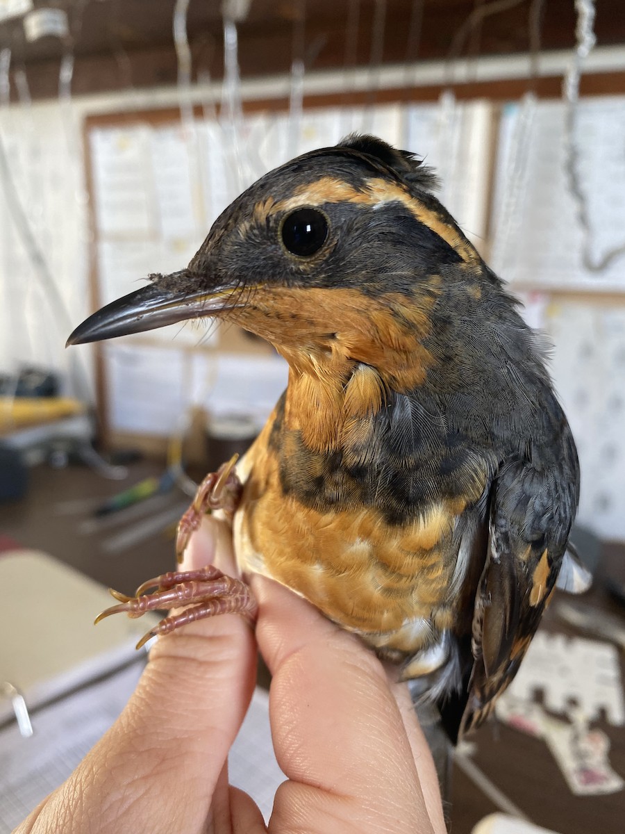 Varied Thrush - ML392846891