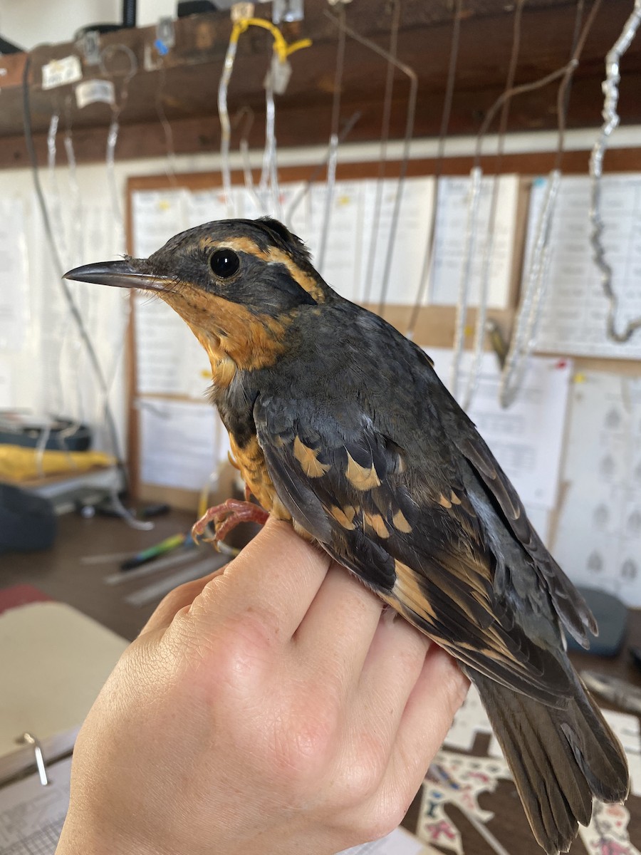 Varied Thrush - ML392846911