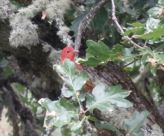 Summer Tanager - ML392847421