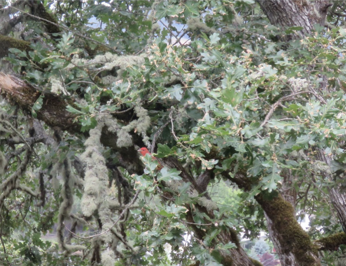 Summer Tanager - ML392847441