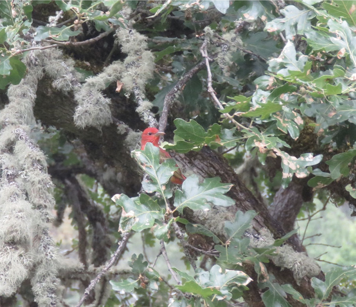 Summer Tanager - ML392847451