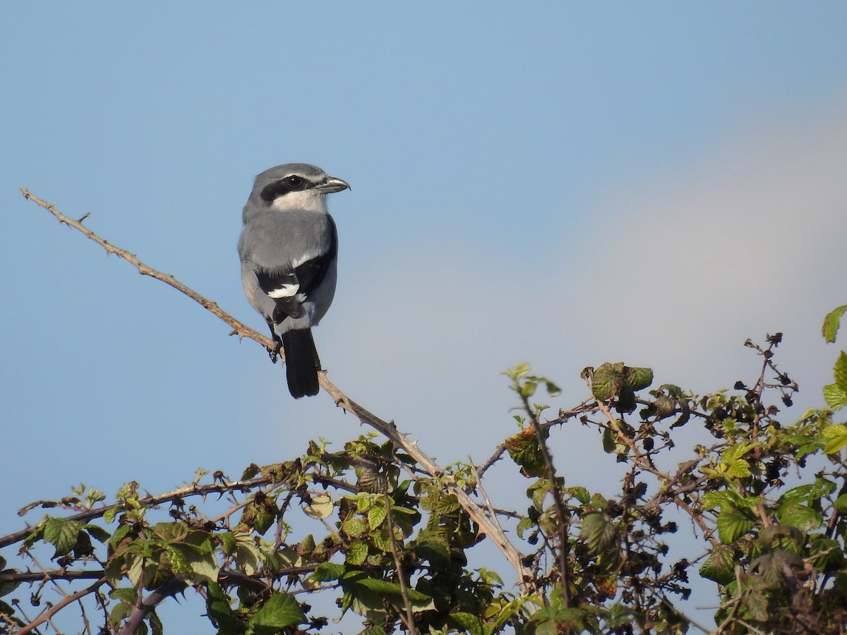 Iberian Gray Shrike - ML39284811