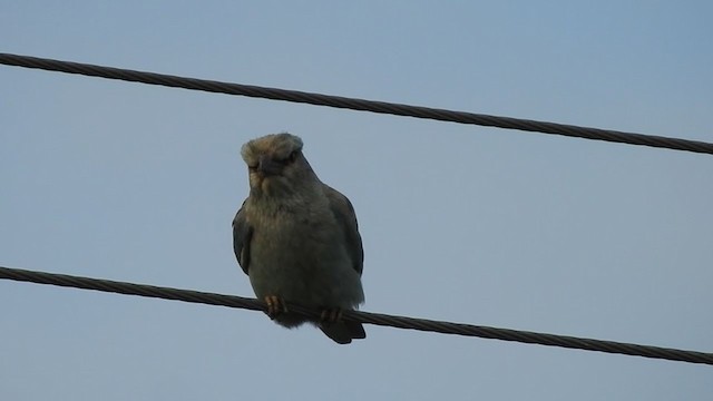 European Roller - ML392850451