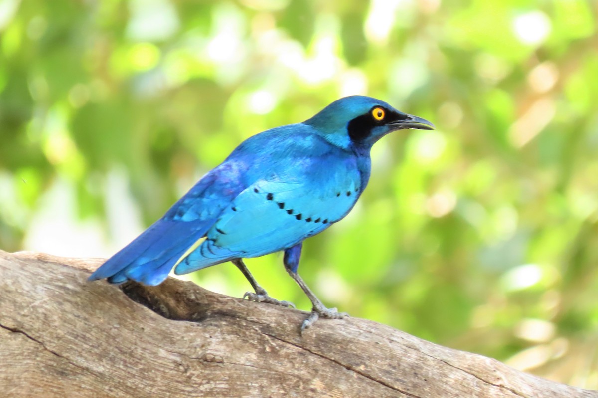 Greater Blue-eared Starling - ML392852641