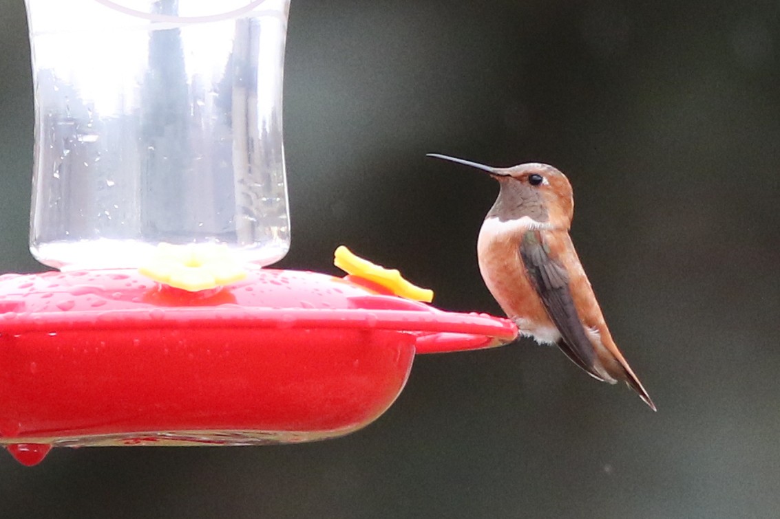 Rufous Hummingbird - ML392853211