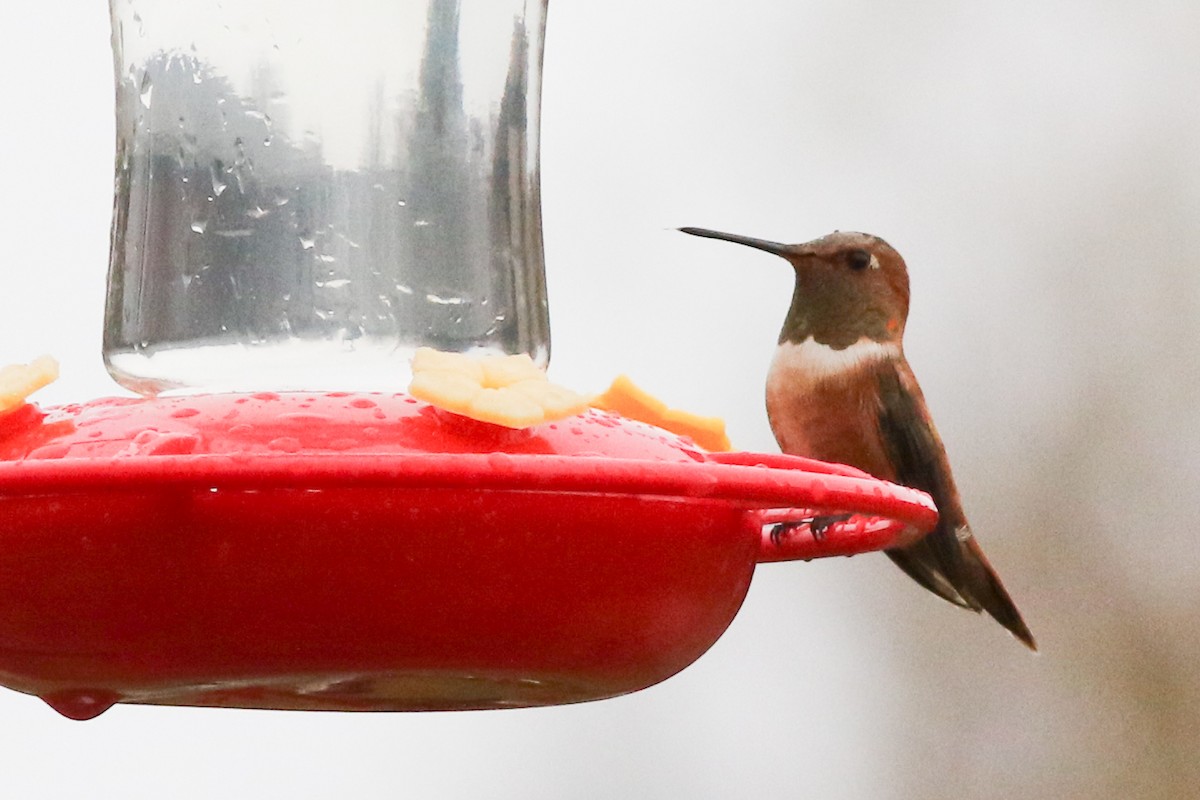 Rufous Hummingbird - ML392853221