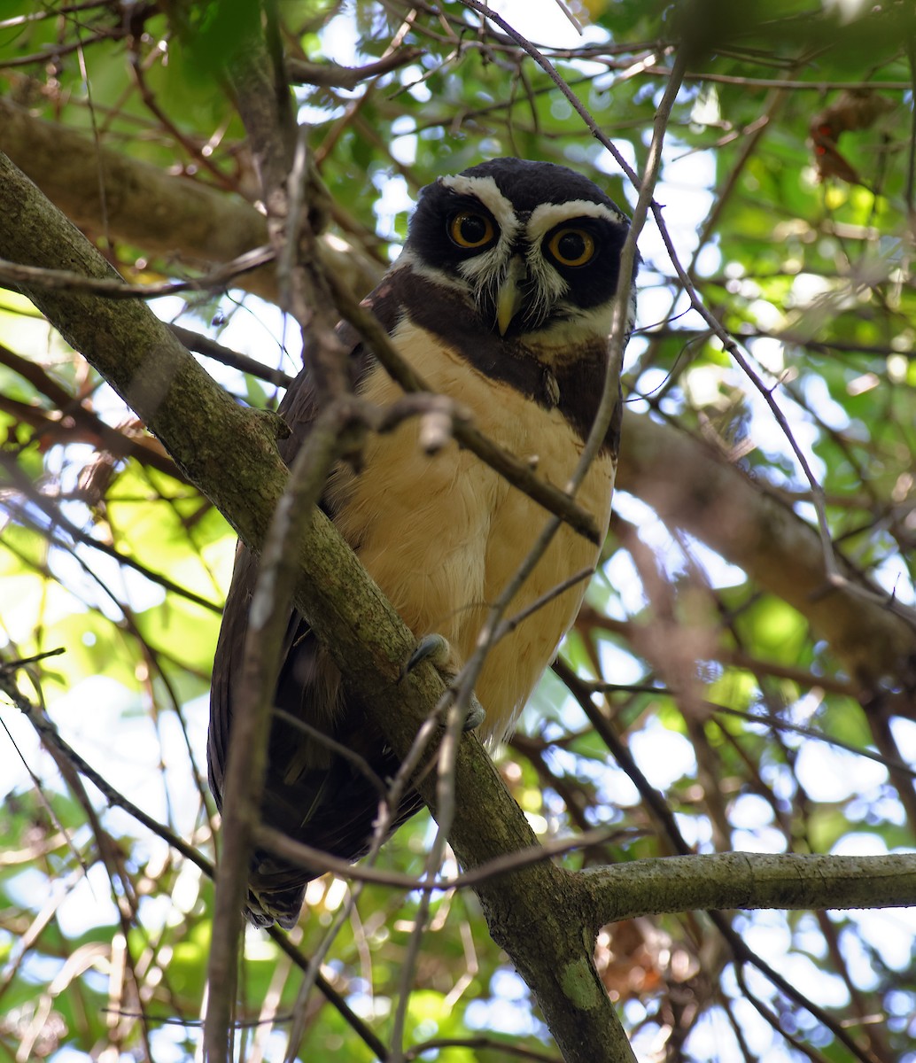 Lechuzón de Anteojos - ML392853391