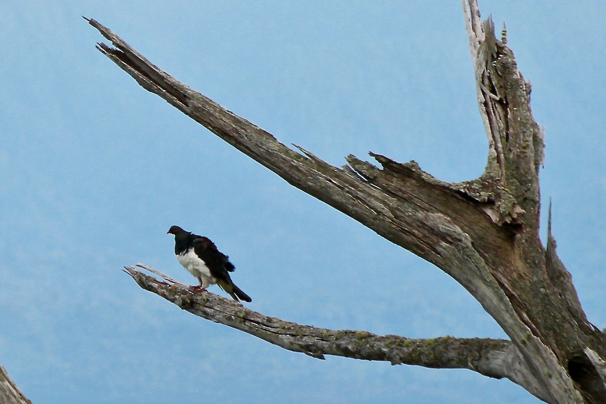 New Zealand Pigeon - Michael Warner
