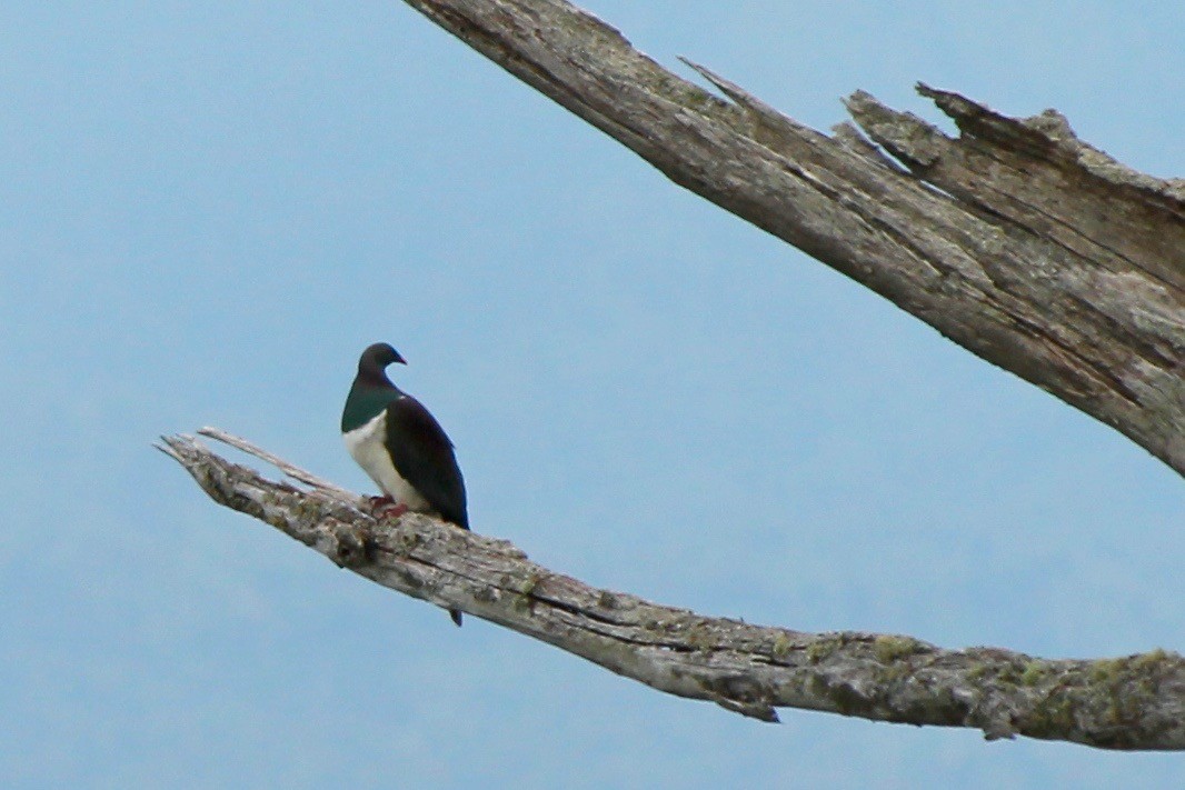 New Zealand Pigeon - Michael Warner