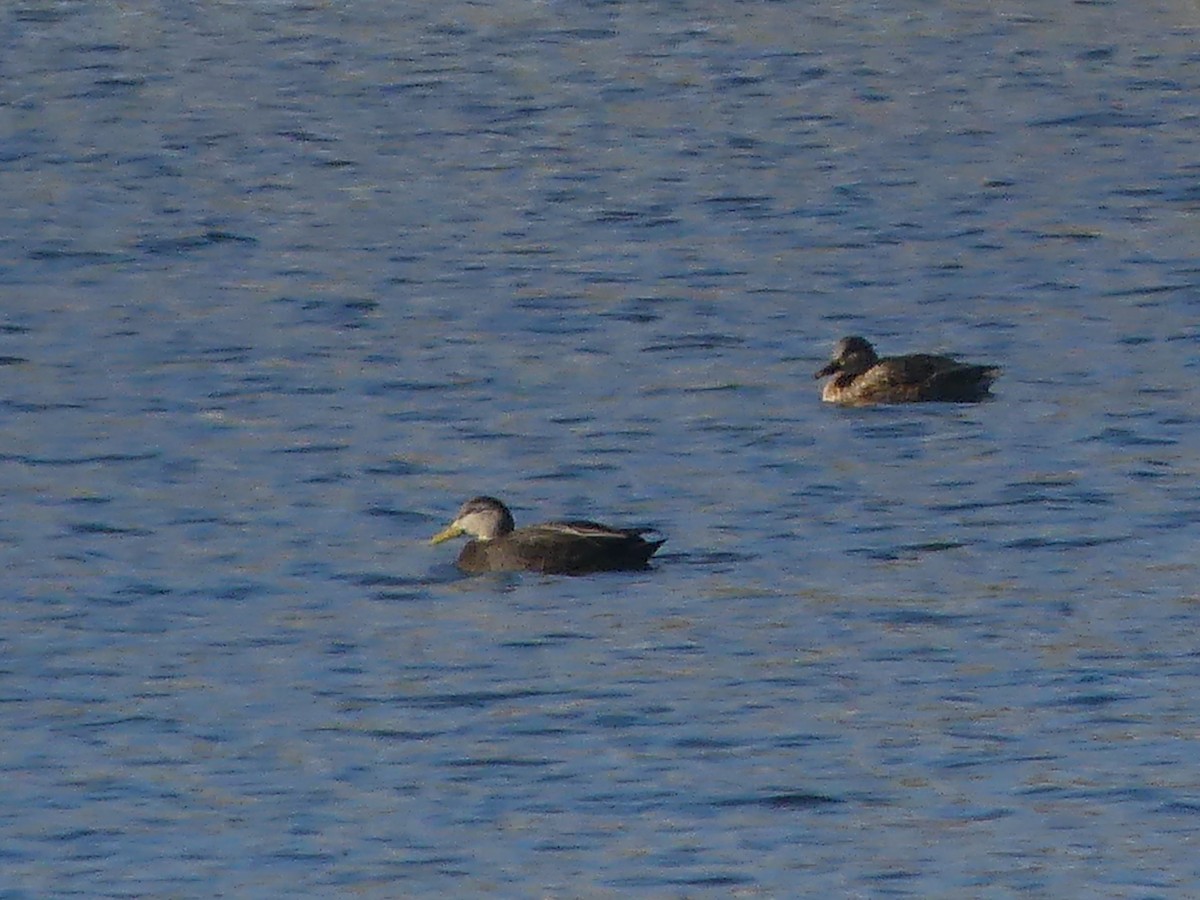 American Black Duck - ML392855791