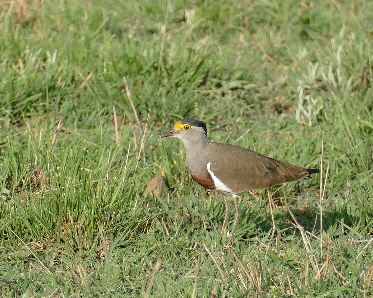 Brown-chested Lapwing - ML392856551