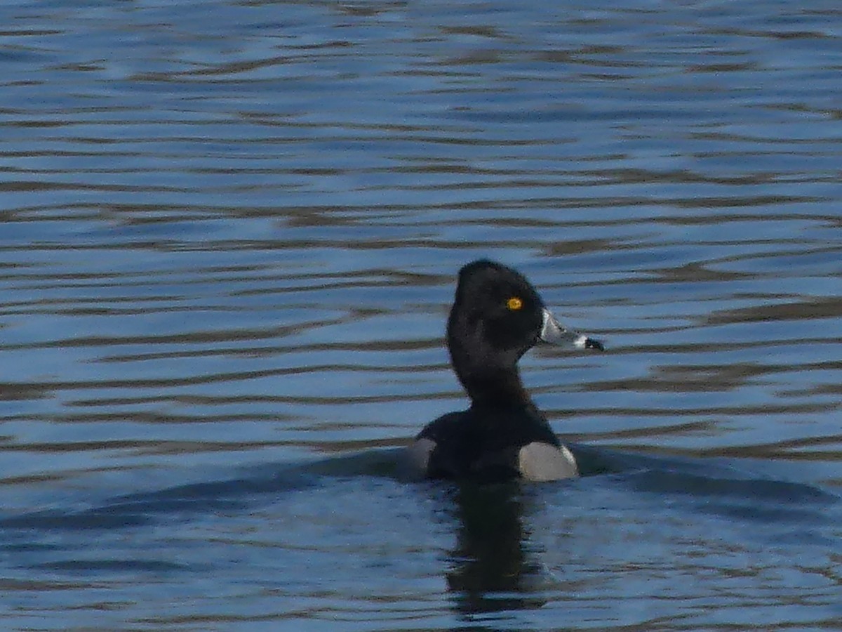 Ring-necked Duck - ML392857041