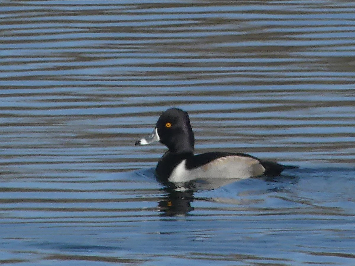 Ring-necked Duck - ML392857071