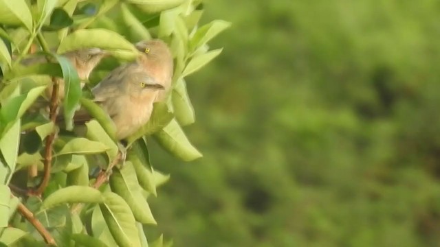 Large Gray Babbler - ML392857281