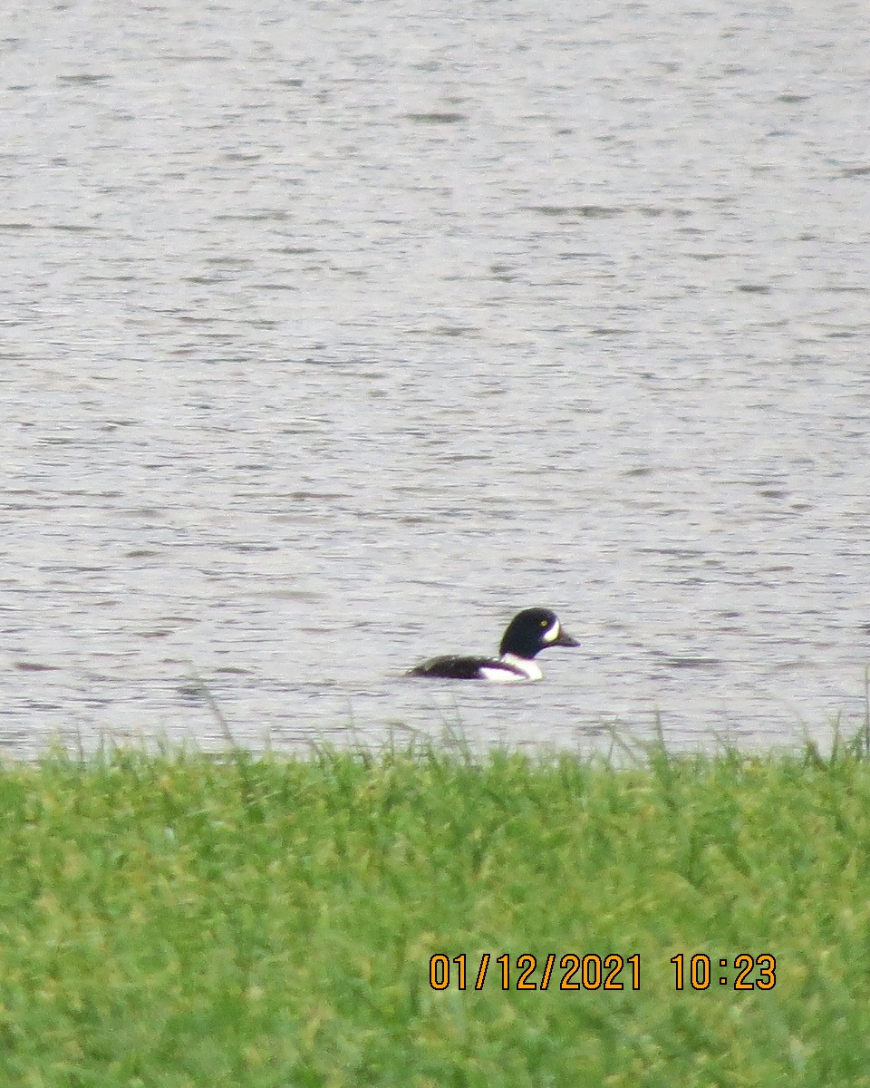 Barrow's Goldeneye - ML392858541