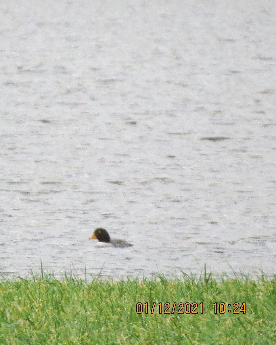 Barrow's Goldeneye - Gary Bletsch