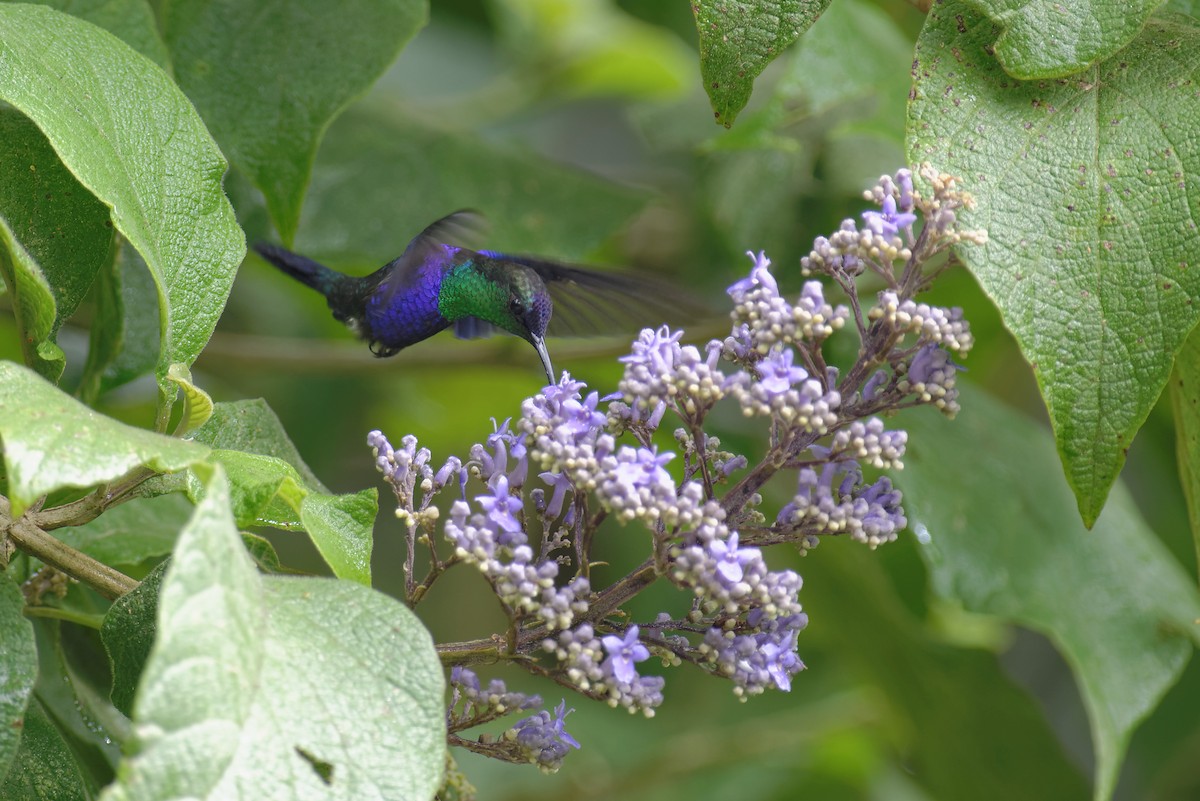 kolibřík vidloocasý (ssp. venusta/townsendi/colombica/rostrifera) - ML392860591