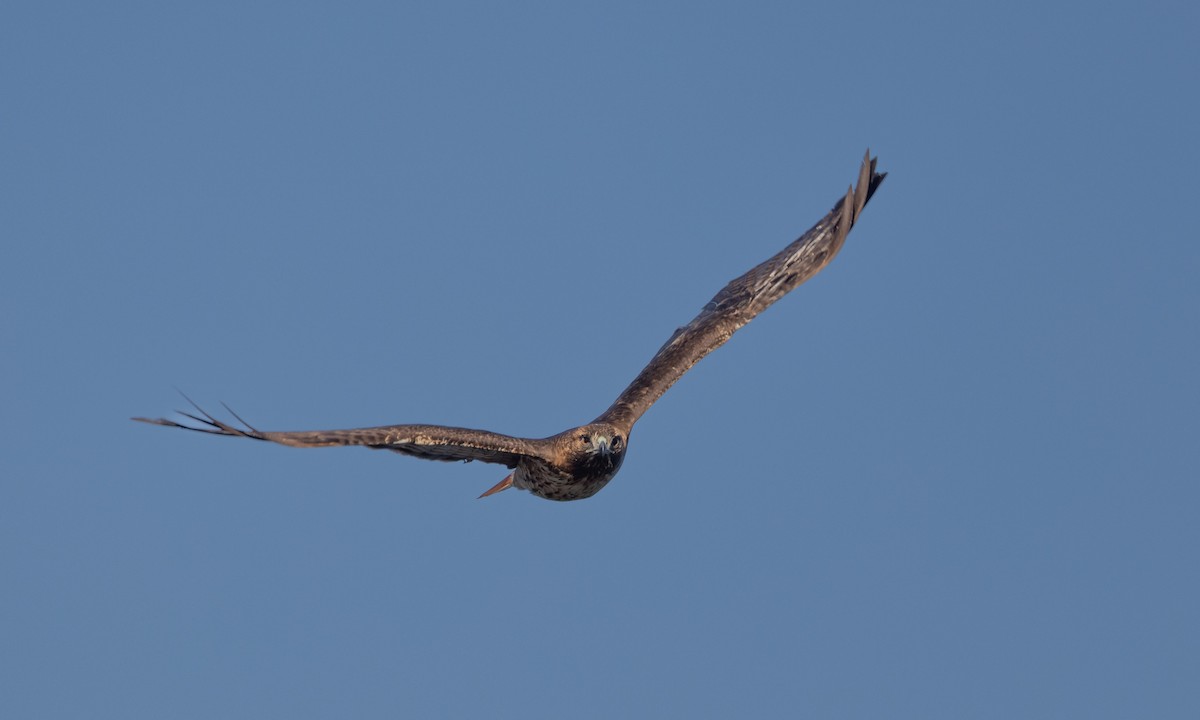Red-tailed Hawk (calurus/alascensis) - ML392860751