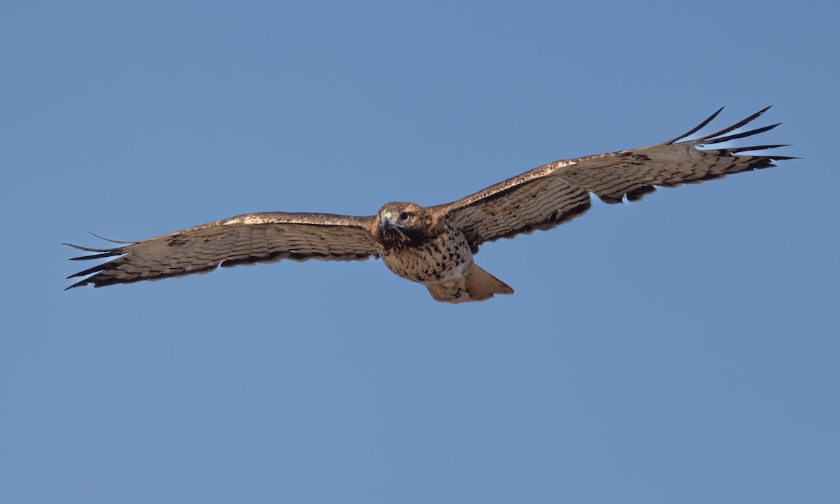 Red-tailed Hawk (calurus/alascensis) - ML392860801