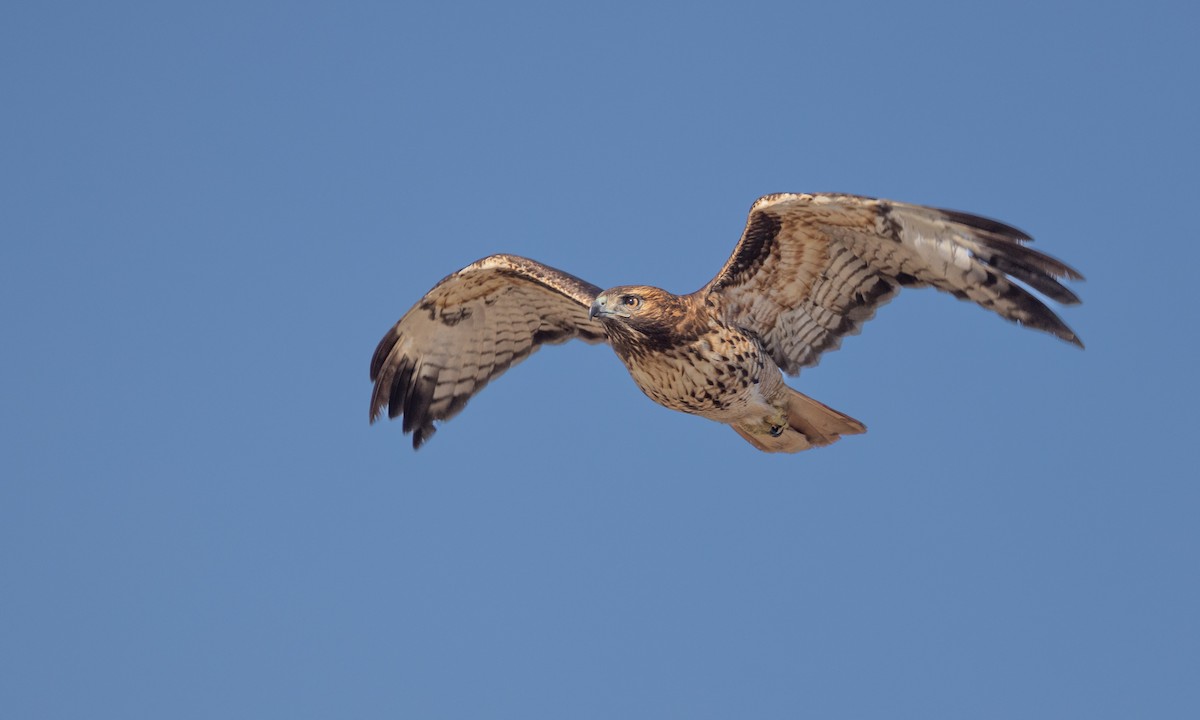 Red-tailed Hawk (calurus/alascensis) - ML392860821