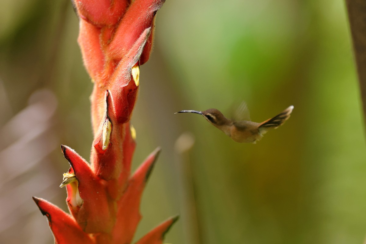 Пестрогорлый колибри-отшельник - ML392861591