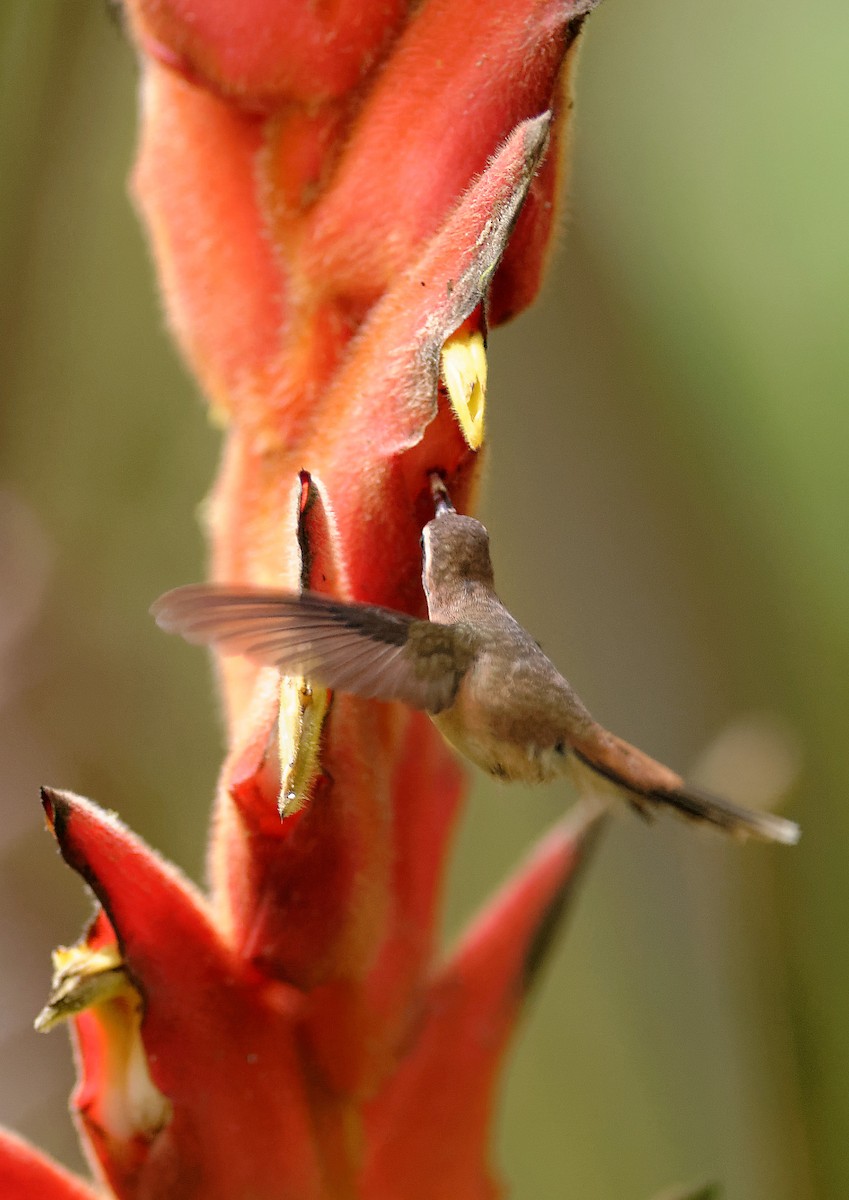 kolibřík proužkohrdlý - ML392861601