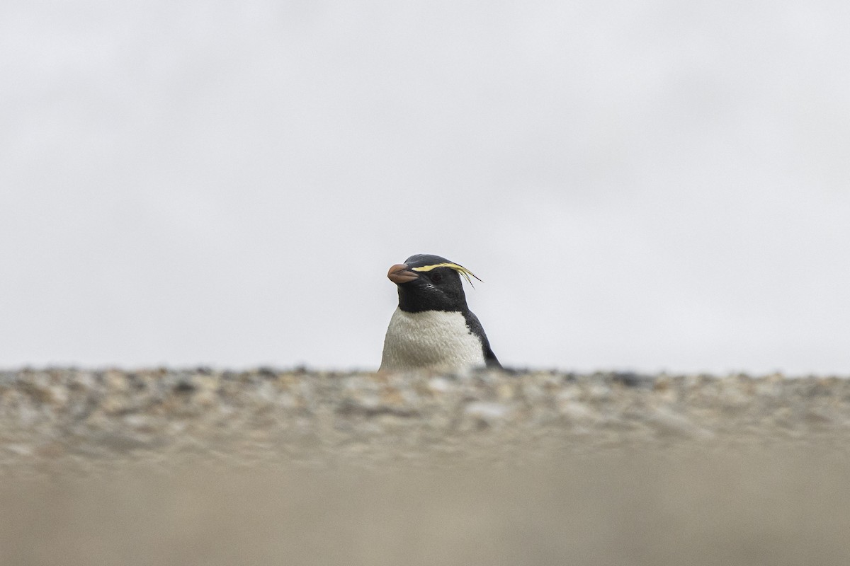 Fiordland Penguin - Oscar Thomas